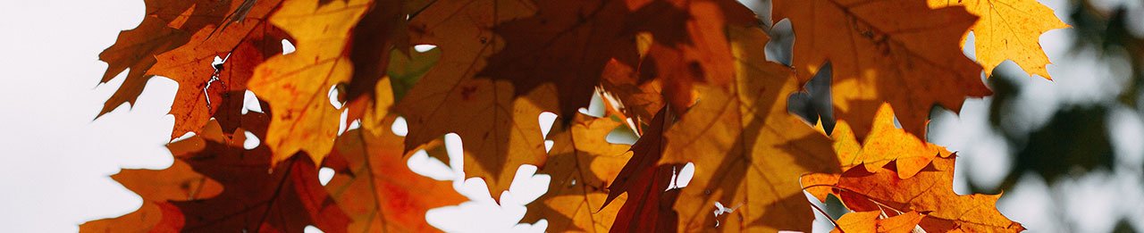 Change - Autumn leaves - Kindred