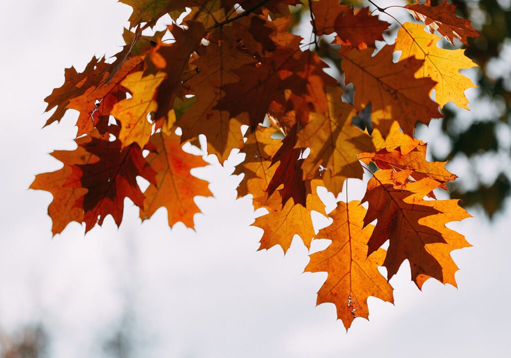 Change - Autumn leaves - Kindred